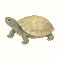 クサガメのイラスト