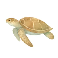 ウミガメのイラスト