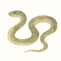 ヘビのイラスト
