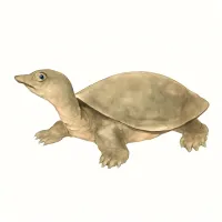 スッポンのイラスト