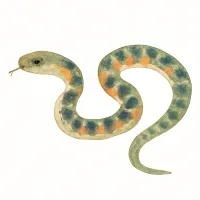 ヤマカガシのイラスト