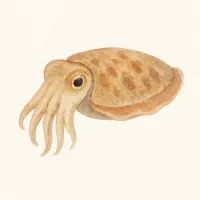コウイカのイラスト