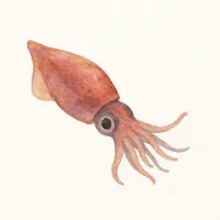 ホタルイカのイラスト