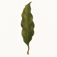 コンブのイラスト