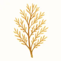 アカモクのイラスト