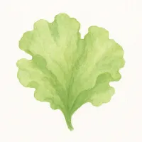 アオサのイラスト