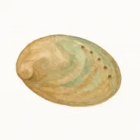 アワビのイラスト