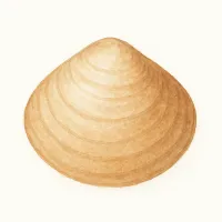 アオヤギのイラスト