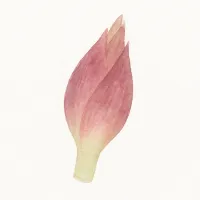 ミョウガのイラスト