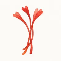 サフランのイラスト