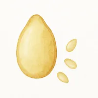 ゴマのイラスト