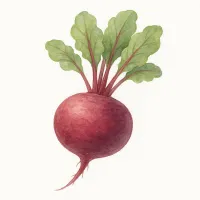 ビーツのイラスト