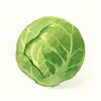 メキャベツのイラスト