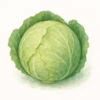 キャベツのイラスト