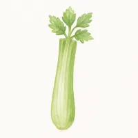 セロリのイラスト