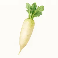 ダイコンのイラスト