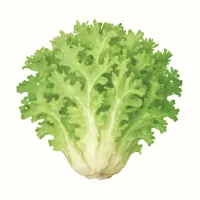 エンダイブのイラスト