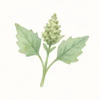 アカザのイラスト