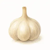 ニンニクのイラスト