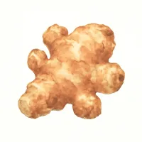 キクイモのイラスト