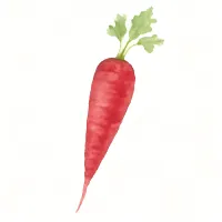 キントキニンジンのイラスト