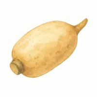 レンコンのイラスト