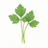 ミツバのイラスト