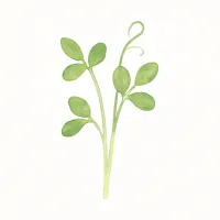 トウミョウのイラスト