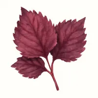 アカジソのイラスト