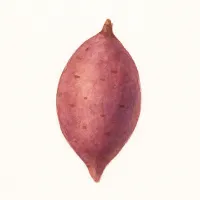 サツマイモのイラスト