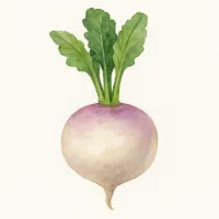 カブのイラスト