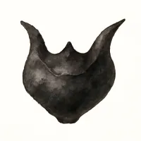 ヒシノミのイラスト