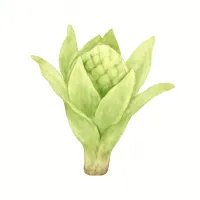 フキノトウのイラスト