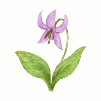 カタクリのイラスト