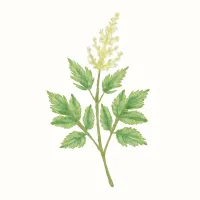 トリアシショウマのイラスト