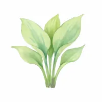 ギボウシのイラスト