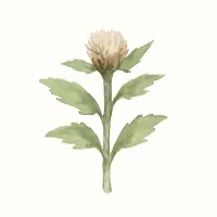 オケラのイラスト