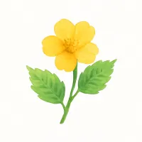 ヤマブキのイラスト