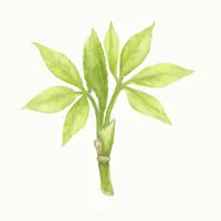 コシアブラのイラスト