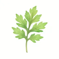 ヨモギのイラスト