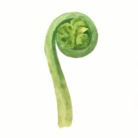 コゴミのイラスト