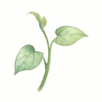 マタタビのイラスト